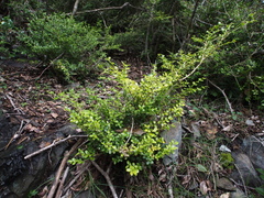 Buxus microphylla