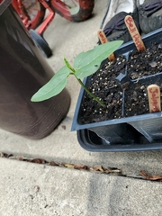 Vigna unguiculata sesquipedalis