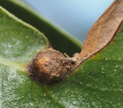 Andricus highlandensis