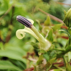 Lobelia digitalifolia
