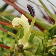 Lobelia digitalifolia
