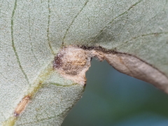 Andricus highlandensis