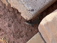 Aspidoscelis tesselatus