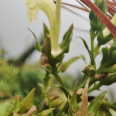Lobelia digitalifolia