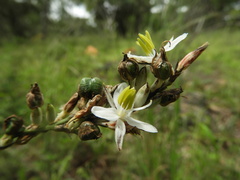 Chlorophytum sphacelatum