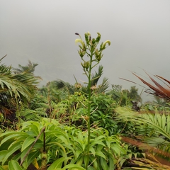Lobelia digitalifolia
