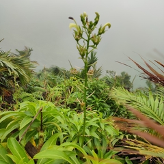 Lobelia digitalifolia