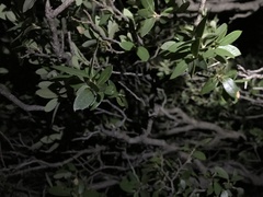 Quercus toumeyi