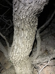 Quercus toumeyi