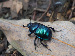 Phelotrupes auratus