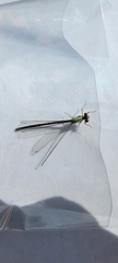 Argia apicalis