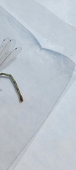 Argia apicalis