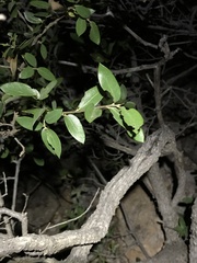 Quercus toumeyi
