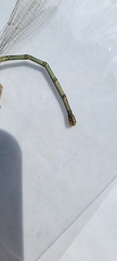 Argia apicalis