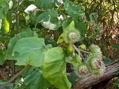 Arctium lappa