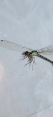 Argia apicalis