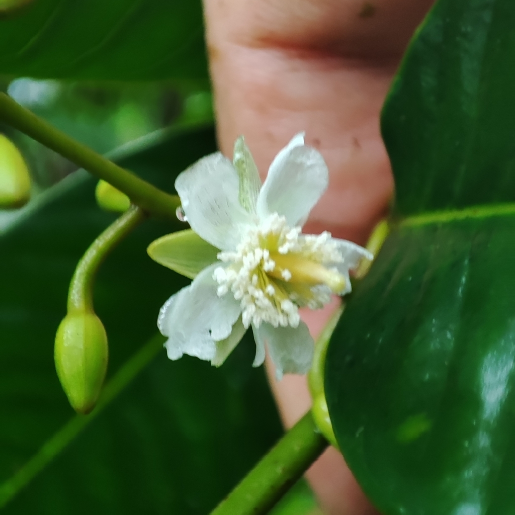 Marila racemosa