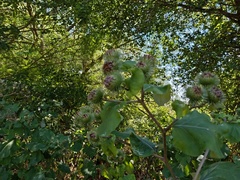 Arctium lappa