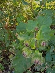 Arctium lappa