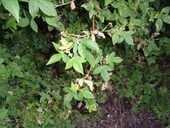 Phragmidium tuberculatum