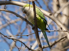 Myiopsitta monachus