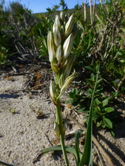 Chlorophytum triflorum