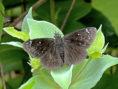 Pholisora
