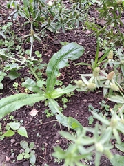 Eryngium foetidum image