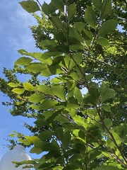 Magnoliopsida