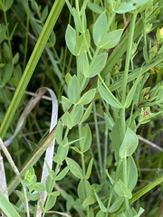 Hypericum denticulatum