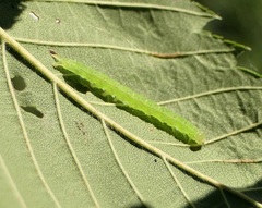 Hypena abalienalis