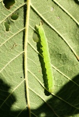 Hypena abalienalis