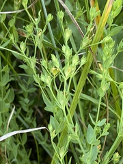 Hypericum denticulatum
