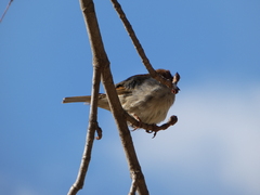 Passer domesticus