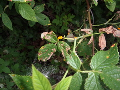 Phragmidium tuberculatum