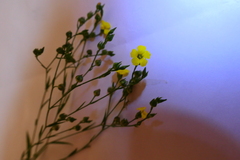 Linum