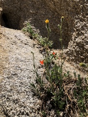 Carlquistia muirii