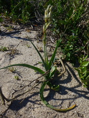 Chlorophytum triflorum