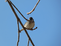 Passer domesticus