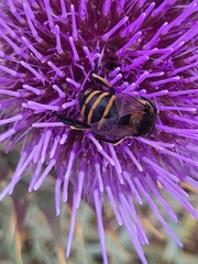 Amegilla quadrifasciata maderae