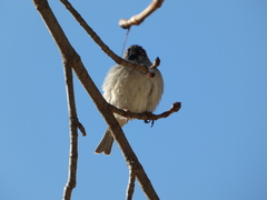 Passer domesticus