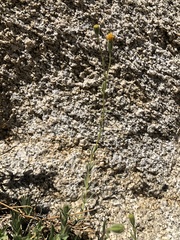 Carlquistia muirii