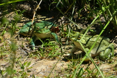 Pelophylax ridibundus