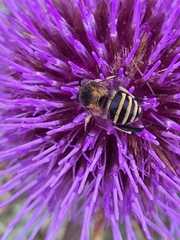 Amegilla quadrifasciata maderae