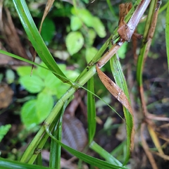 Scleria secans