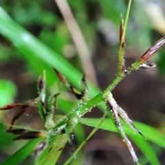 Scleria secans