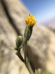 Carlquistia muirii
