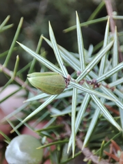 Oligotrophus juniperinus