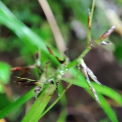 Scleria secans