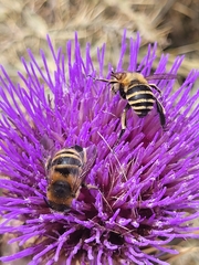 Amegilla quadrifasciata maderae